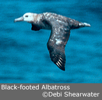 Black-footed Albatross copyright Debi Shearwater
