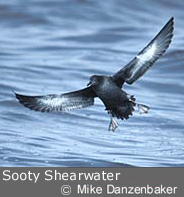 Sooty Shearwater by Mike Danzenbaker