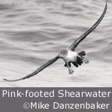 Pink-footed Shearwater by Mike Danzenbaker