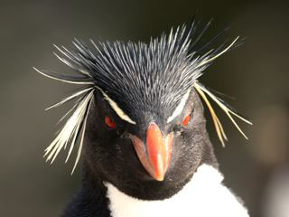 Rockhopper Penguin