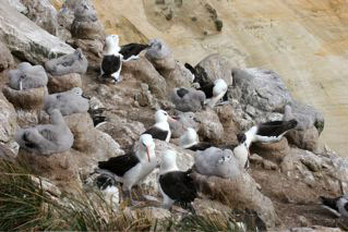 Black-browed Albatross