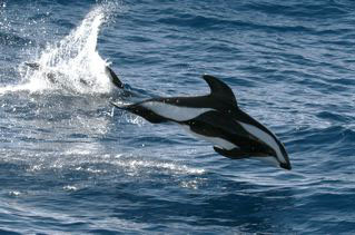 Hourglass Dolphin