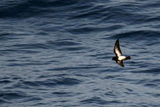 Black-bellied Storm-Petrel