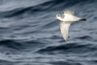 Antarctic Prion