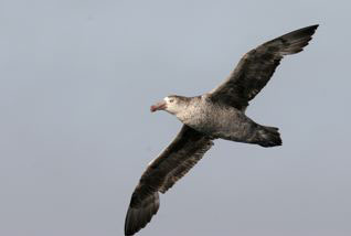 Northern Giant Petrel