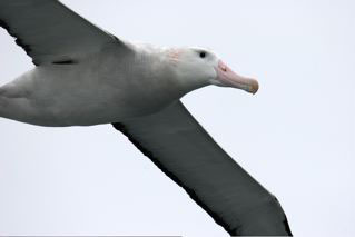 Wandering Albatross