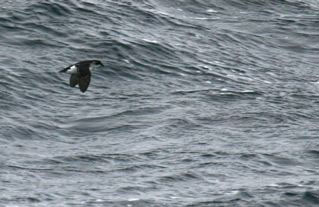 Diving Petrel