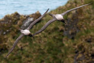  Light-mantled Albatrosses