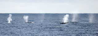 Fin Whales