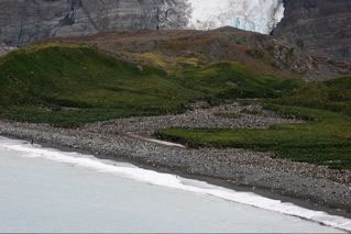 King Penguins