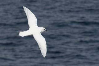 Snow Petrel