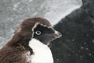 Adelie Penguin