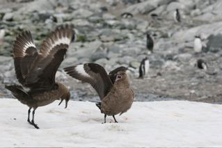 Skuas