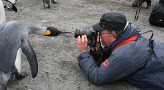 King Penguin