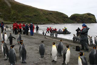 King Penguin