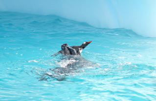 Leopard Seal - Gentoo Penguin