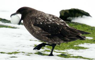 Skua