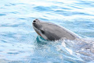 Leopard Seal