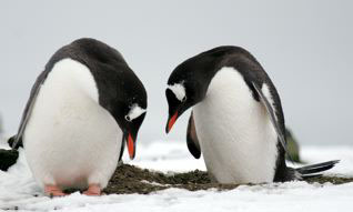 Gentoo Penguin