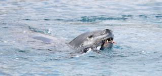 Leopard Seal