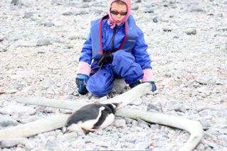 Gentoo Penguin