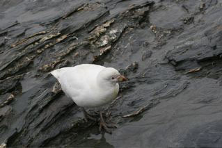 Pale-faced Sheathbill