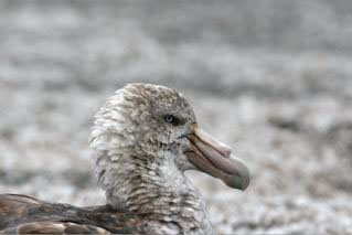 Southern Giant Petrel