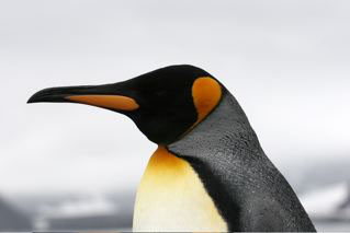 King Penguin