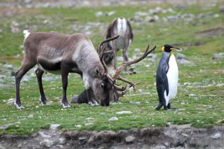 King Penguin