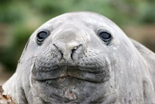 Southern Elephant Seal