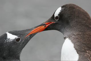 Gentoo Penguin