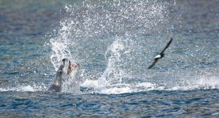 Leopard Seal - Wilson's Storm-Petrel 