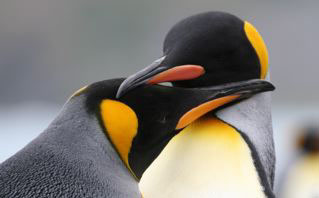 King Penguin