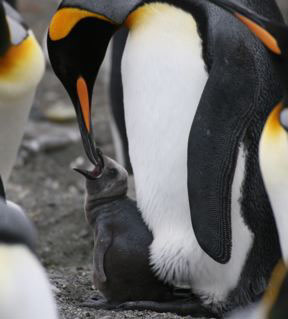 King Penguin