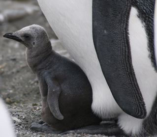 King Penguin 