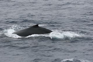 Humpback Whale