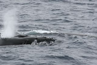 Humpback & Southern Right Whale