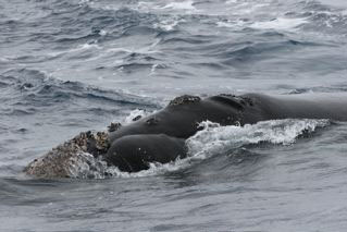 Southern Right Whale