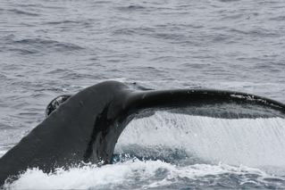 Humpback Whale