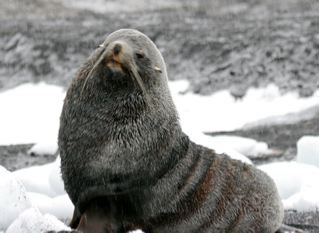 Southern Fur Seal