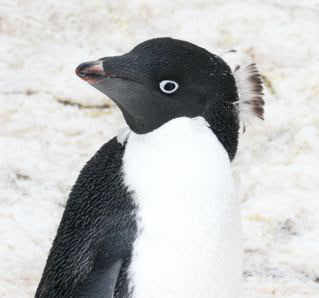 Adelie Penguin