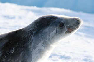 Crabeater Seal 