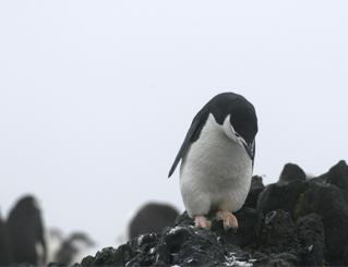 Chinstrap Penguin