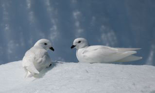 Snow Petrels