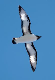 Cape Petrel