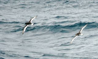 Antarctic Petrels