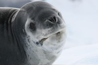 Leopard Seal