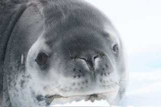 Leopard Seal