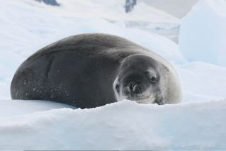 Leopard Seal