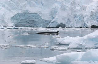 Antarctic Minke Whale